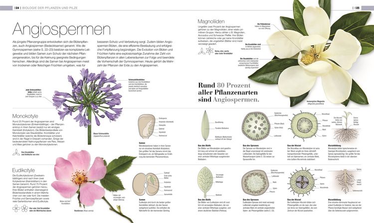 Produktbild: DK Bibliothek. Pflanzen & Pilze