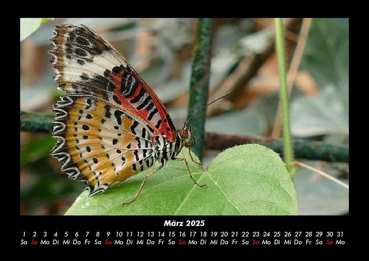 Produktbild: Bunte Pracht der Schmetterlinge 2025 Fotokalender DIN A3