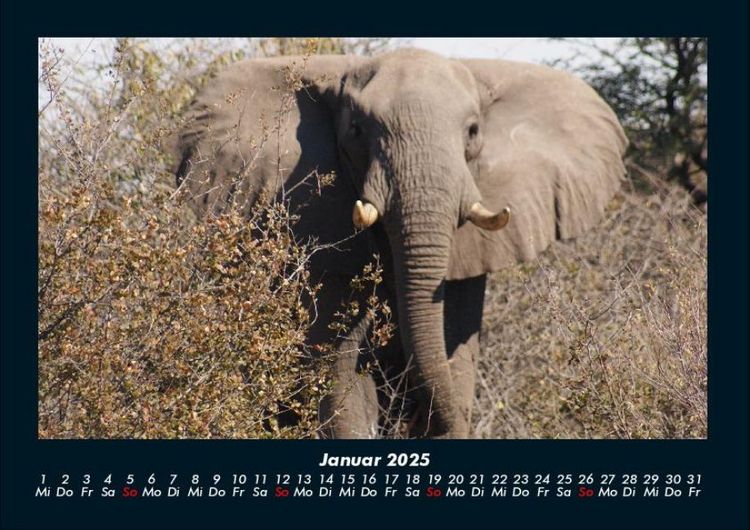 Produktbild: Elefanten - Die sanften Riesen Afrikas 2025 Fotokalender DIN A4