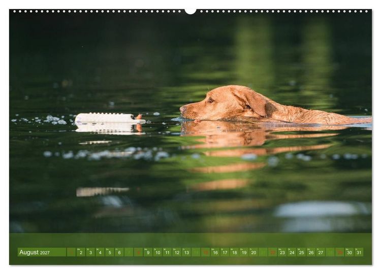 Produktbild: Labradore im Wasser (Wandkalender 2027 DIN A2 quer), CALVENDO Monatskalender