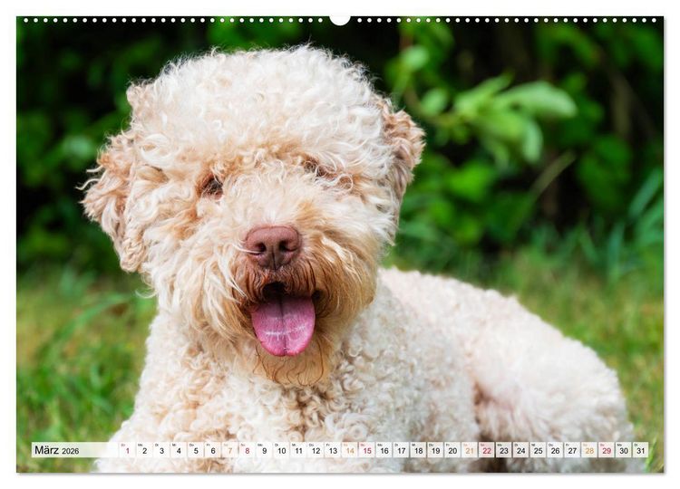 Produktbild: Lagotto Romagnolo - der Tr&uuml;ffelhund Italiens (Wandkalender 2026 DIN A2 quer), CALVENDO Monatskalender