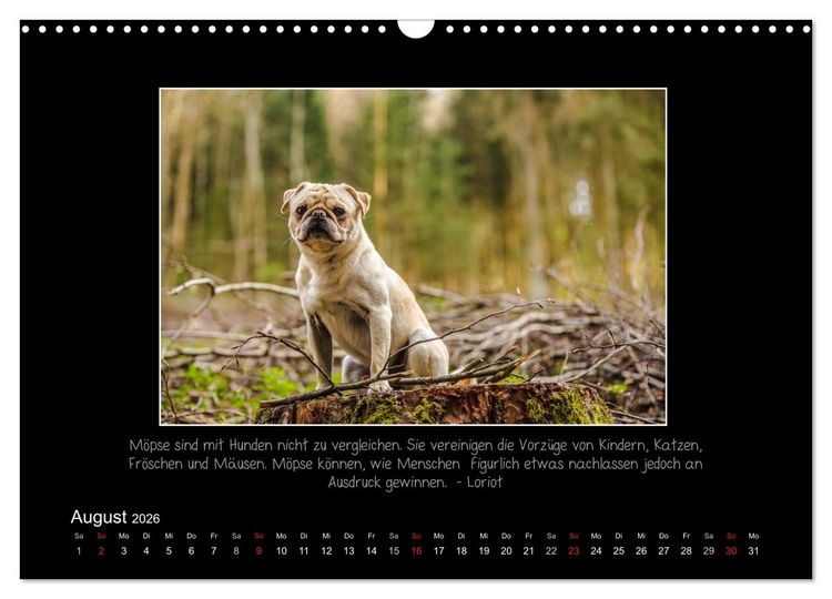 Produktbild: M&ouml;pse 2026 (Wandkalender 2026 DIN A3 quer), CALVENDO Monatskalender
