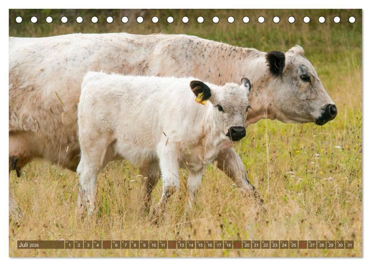 Produktbild: Galloway K&auml;lbchen - Liebenswert und lockig (Tischkalender 2026 DIN A5 quer), CALVENDO Monatskalender