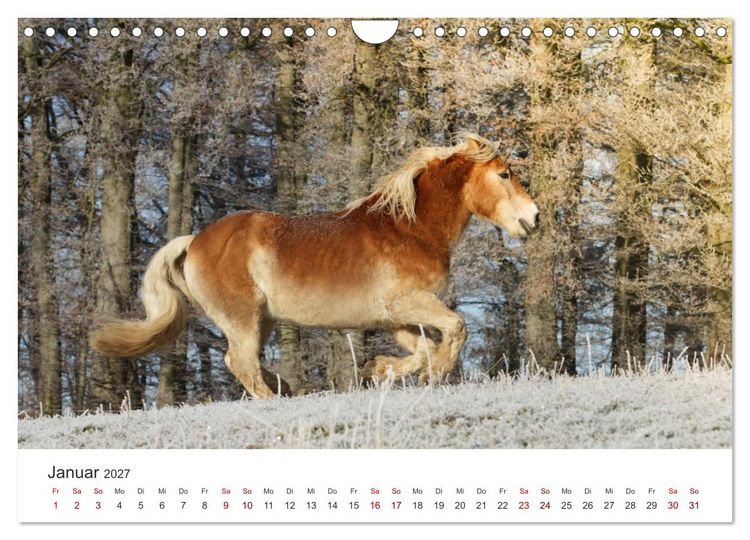 Produktbild: Haflinger - blonde Sch&ouml;nheiten (Wandkalender 2027 DIN A4 quer), CALVENDO Monatskalender