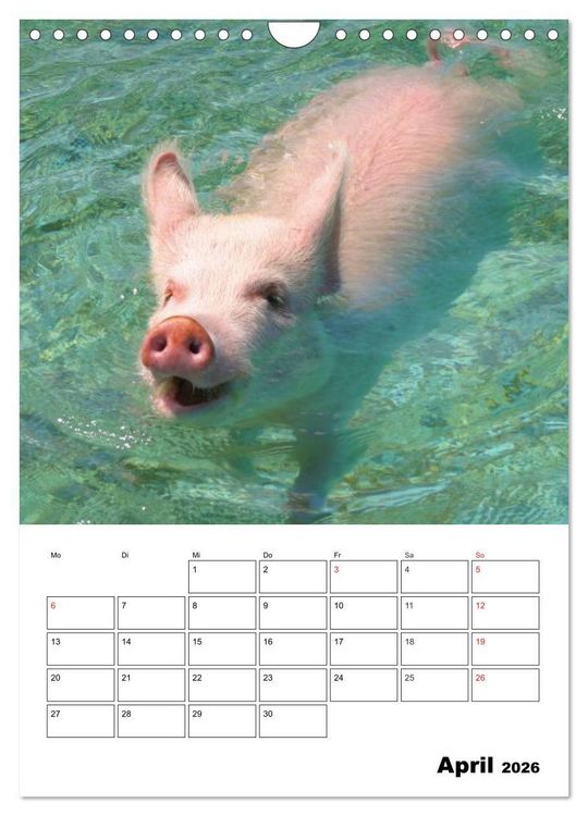 Produktbild: Schweine auf den Bahamas! (Wandkalender 2026 DIN A4 hoch), CALVENDO Monatskalender