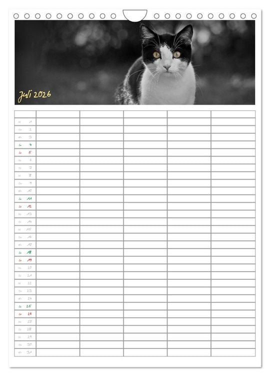Produktbild: Miezekatzen Planungskalender (Wandkalender 2026 DIN A4 hoch), CALVENDO Monatskalender
