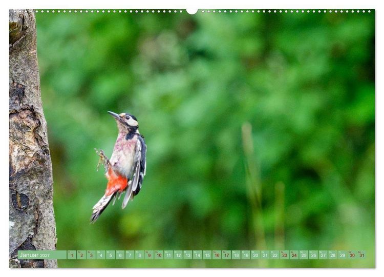 Produktbild: Buntspechte im Flug (hochwertiger Premium Wandkalender 2027 DIN A2 quer), Kunstdruck in Hochglanz