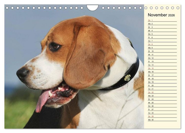 Produktbild: Beagle - Herz auf 4 Pfoten (Wandkalender 2026 DIN A4 quer), CALVENDO Monatskalender