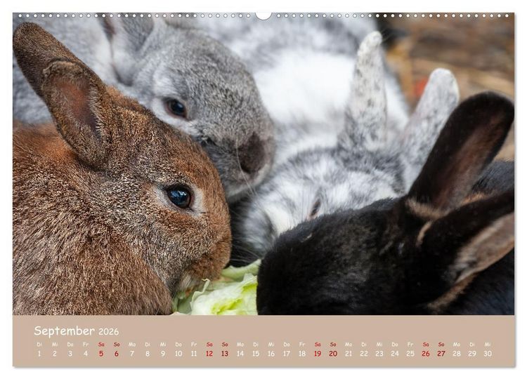 Produktbild: Flauschige Fellkn&auml;uel (Wandkalender 2026 DIN A2 quer), CALVENDO Monatskalender
