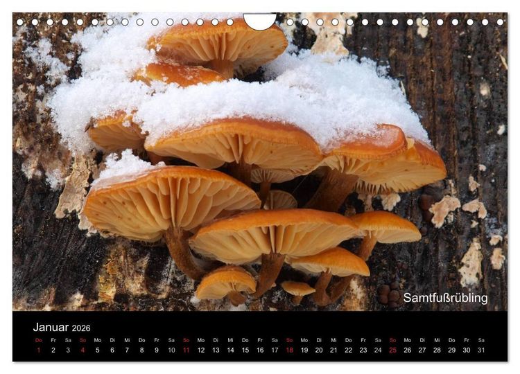 Produktbild: Pilzkalender (Wandkalender 2026 DIN A4 quer), CALVENDO Monatskalender