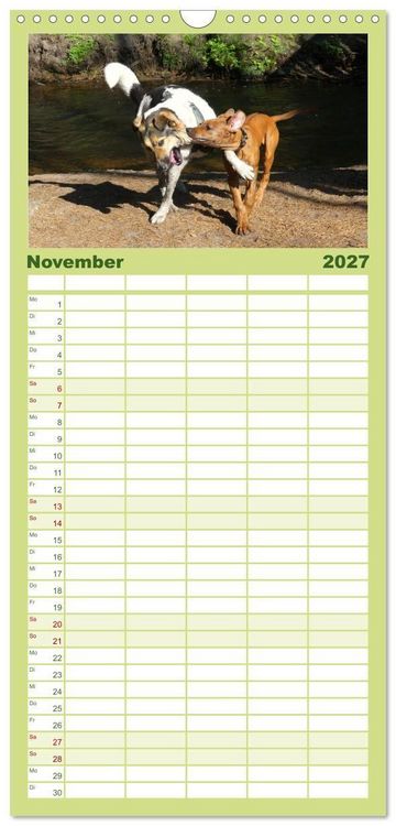 Produktbild: Familienplaner 2027 - Rhodesian Ridgeback - Jung, wild, zuckers&uuml;&szlig; mit 5 Spalten (Wandkalender, 21 x 45 cm) CALVENDO
