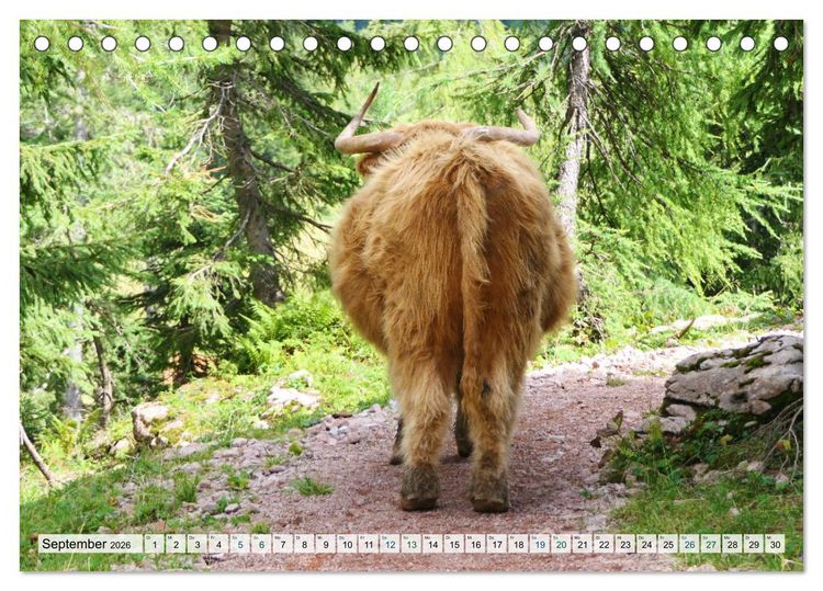 Produktbild: K&uuml;he im Einklang mit der Natur (Tischkalender 2026 DIN A5 quer), CALVENDO Monatskalender