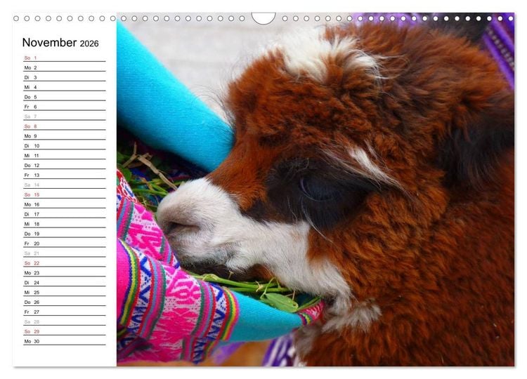 Produktbild: Alpakas und Lamas (Wandkalender 2026 DIN A3 quer), CALVENDO Monatskalender
