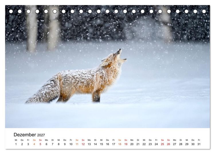 Produktbild: F&uuml;chse - Wanderer durch Moos und Farn (Tischkalender 2027 DIN A5 quer), CALVENDO Monatskalender