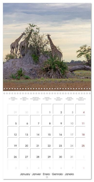 Produktbild: Animals are watching you (Wall Calendar 2026 12 &times; 12 Inch) CALVENDO 12 Month Wall Calendar