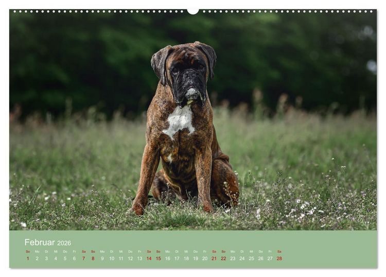 Produktbild: Fantastische Boxer - Sieger der Herzen (Wandkalender 2026 DIN A2 quer), CALVENDO Monatskalender