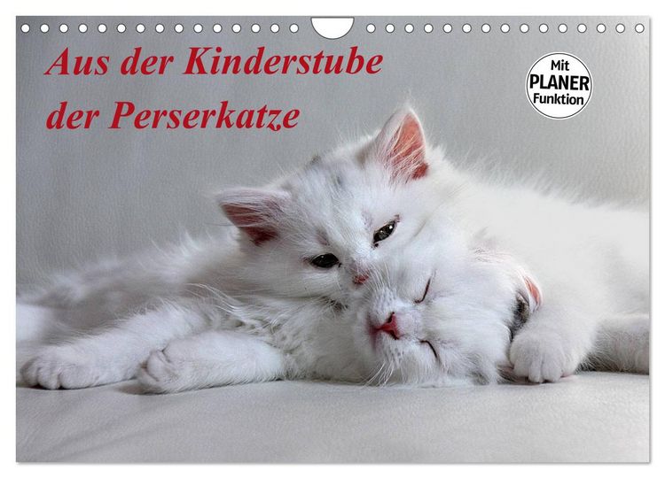 Produktbild: Aus der Kinderstube der Perserkatze (Wandkalender 2026 DIN A4 quer), CALVENDO Monatskalender