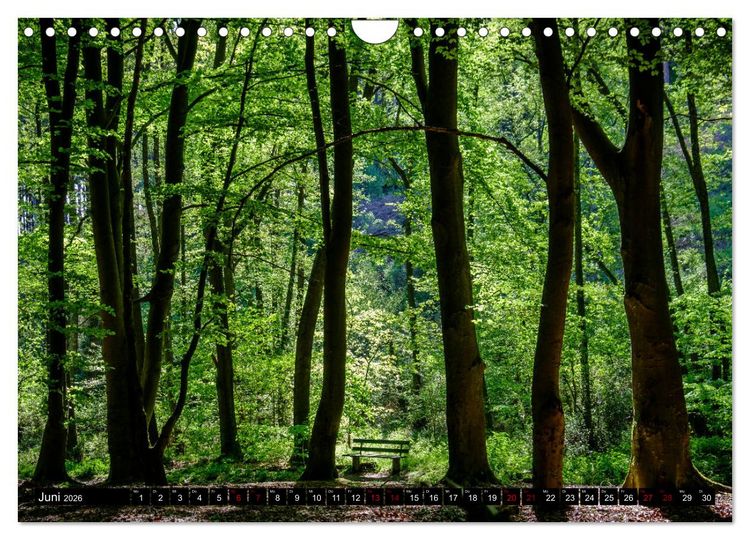 Produktbild: Wege des einfachen Gl&uuml;cks - Spazierg&auml;nge im Wald (Wandkalender 2026 DIN A4 quer), CALVENDO Monatskalender