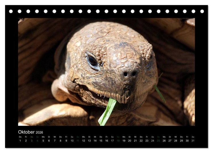 Produktbild: Wilde Tiere Afrikas (Tischkalender 2026 DIN A5 quer), CALVENDO Monatskalender