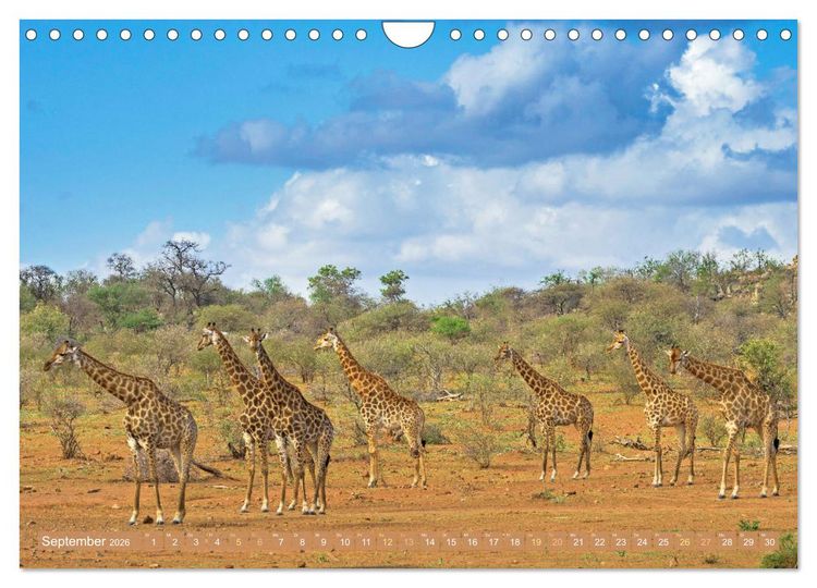Produktbild: Giraffen: Die afrikanischen Riesen mit Weitblick (Wandkalender 2026 DIN A4 quer), CALVENDO Monatskalender