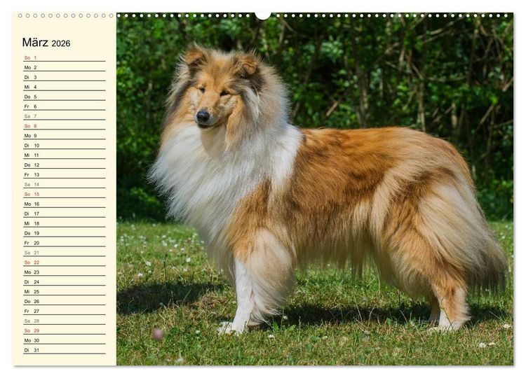 Produktbild: Collie - Mein bester Freund (hochwertiger Premium Wandkalender 2026 DIN A2 quer), Kunstdruck in Hochglanz