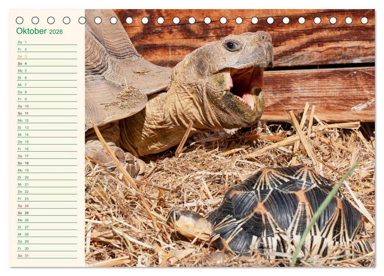 Produktbild: Meine Schildkr&ouml;ten - Geburtstagskalender (Tischkalender 2026 DIN A5 quer), CALVENDO Monatskalender