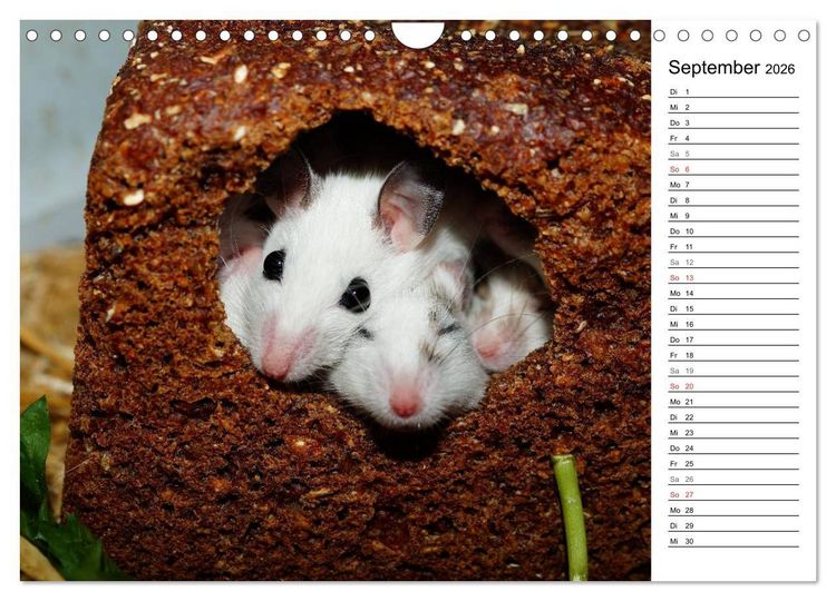 Produktbild: Mausebande (Wandkalender 2026 DIN A4 quer), CALVENDO Monatskalender