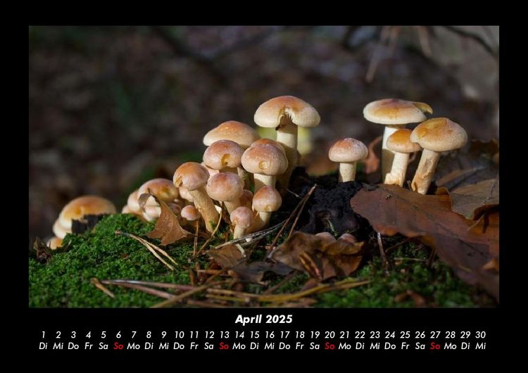 Produktbild: Pilzkalender 2025 Fotokalender DIN A3