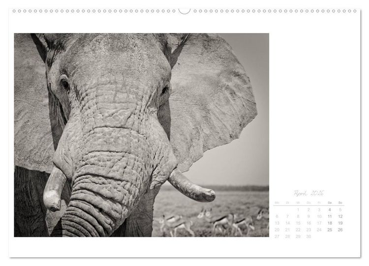 Produktbild: Elefanten in Etosha (hochwertiger Premium Wandkalender 2026 DIN A2 quer), Kunstdruck in Hochglanz