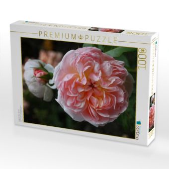 Produktbild: CALVENDO Puzzle Englische Rose, Apricot | 1000 Teile Lege-Gr&ouml;&szlig;e 64x48cm Foto-Puzzle f&uuml;r gl&uuml;ckliche Stunden