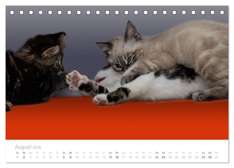 Produktbild: Katzenbabys beobachtet (Tischkalender 2026 DIN A5 quer), CALVENDO Monatskalender