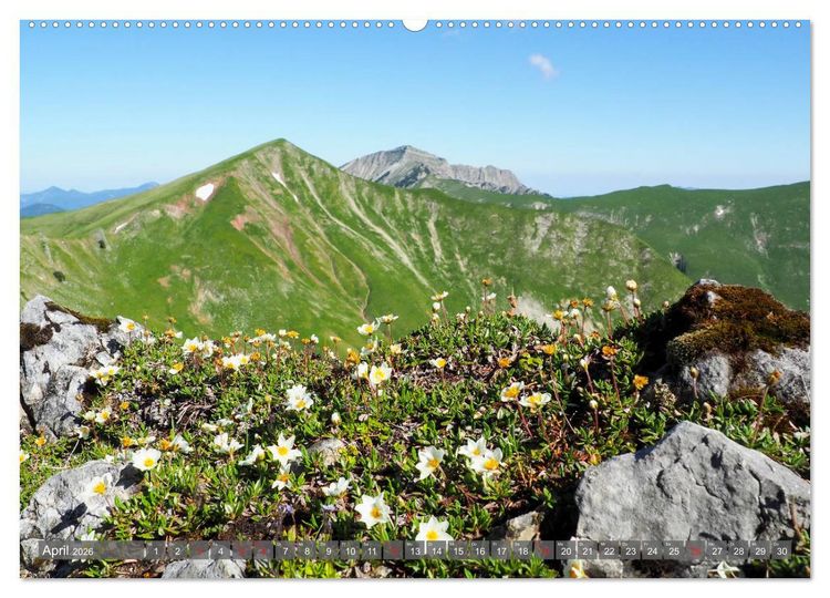 Produktbild: Flora der Alpen (hochwertiger Premium Wandkalender 2026 DIN A2 quer), Kunstdruck in Hochglanz