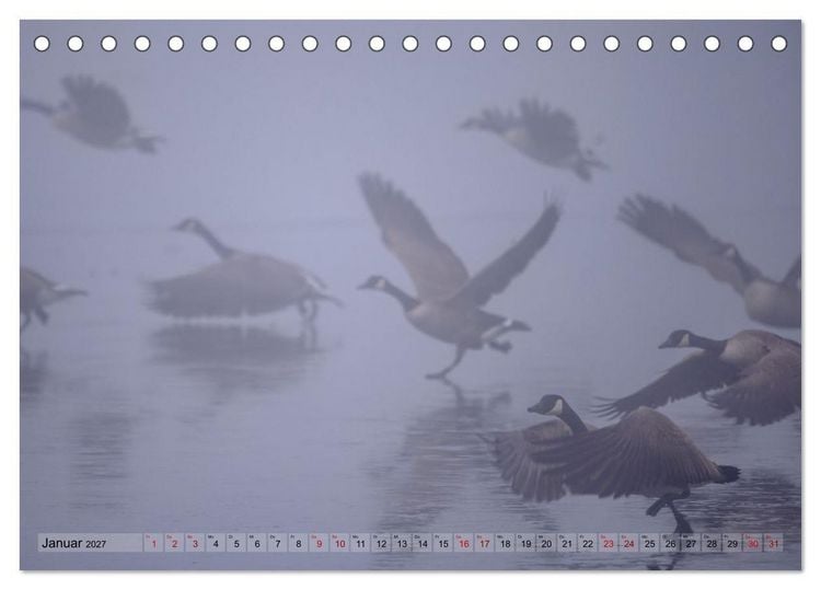 Produktbild: Gans sch&ouml;n wild (Tischkalender 2027 DIN A5 quer), CALVENDO Monatskalender