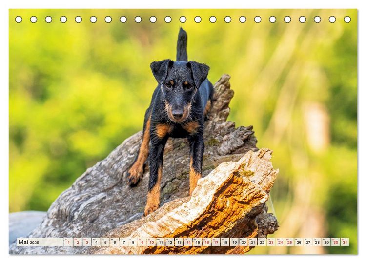 Produktbild: Deutscher Terrier - ein leidenschaftlicher J&auml;ger (Tischkalender 2026 DIN A5 quer), CALVENDO Monatskalender