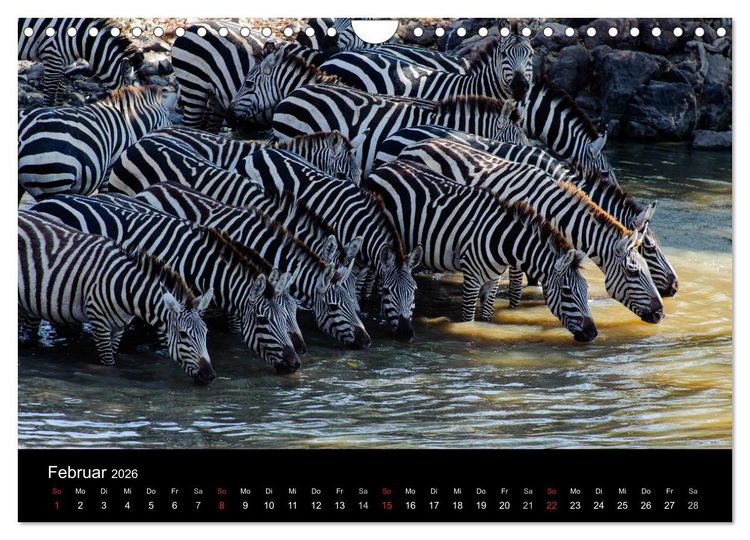 Produktbild: Zebras - Faszination der Streifen (Wandkalender 2026 DIN A4 quer), CALVENDO Monatskalender