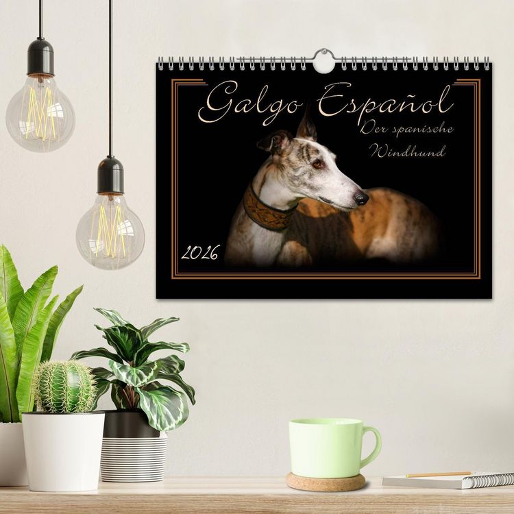 Produktbild: Galgo Espa&ntilde;ol 2026- Der spanische Windhund (Wandkalender 2026 DIN A4 quer), CALVENDO Monatskalender