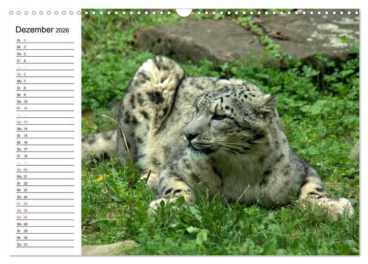 Produktbild: Der Schneeleopard (Wandkalender 2026 DIN A3 quer), CALVENDO Monatskalender