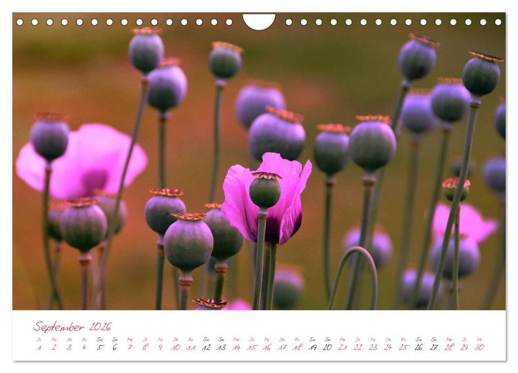 Produktbild: Bl&uuml;tentr&auml;ume in violett und pink (Wandkalender 2026 DIN A4 quer), CALVENDO Monatskalender