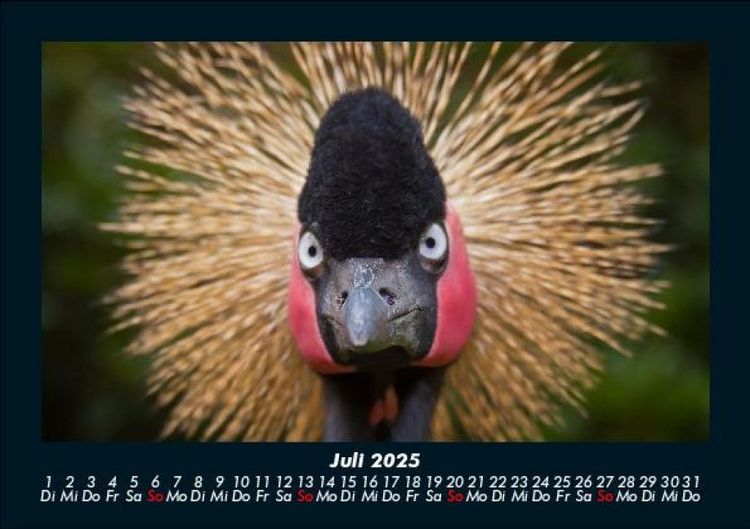 Produktbild: V&ouml;gel 2025 Fotokalender DIN A5