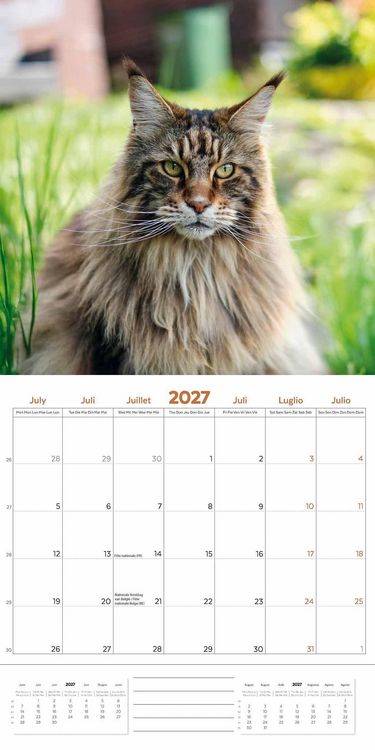 Produktbild: Maine Coon Cats &ndash; Main Coon Katzen 2027 &ndash; 18-Monatskalender &ndash; Original Plenty Gifts-Kalender [Mehrsprachig] [Kalender]