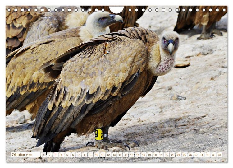 Produktbild: Geier - die Gesundheitspolizei! (Wandkalender 2026 DIN A4 quer), CALVENDO Monatskalender