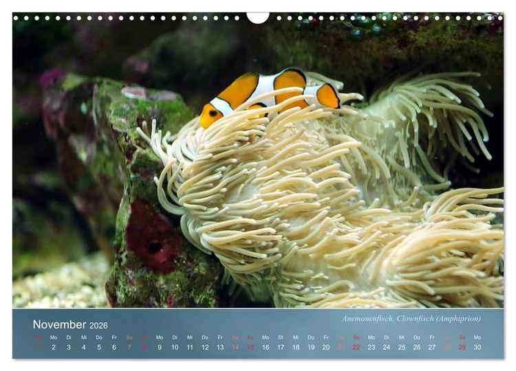 Produktbild: Riffbewohner - Bunte Fische, Anemonen und noch viel mehr (Wandkalender 2026 DIN A3 quer), CALVENDO Monatskalender