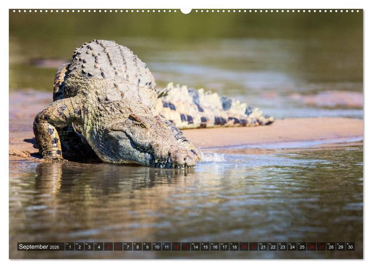 Produktbild: Safari in Tansania (Wandkalender 2026 DIN A2 quer), CALVENDO Monatskalender