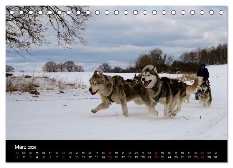 Produktbild: Huskys (Tischkalender 2026 DIN A5 quer), CALVENDO Monatskalender