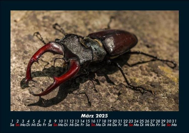 Produktbild: Waldbewohner 2025 Fotokalender DIN A5