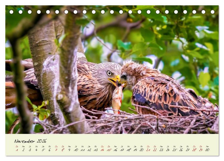 Produktbild: Brut- und Setzzeit. Neues Leben entsteht. (Tischkalender 2026 DIN A5 quer), CALVENDO Monatskalender