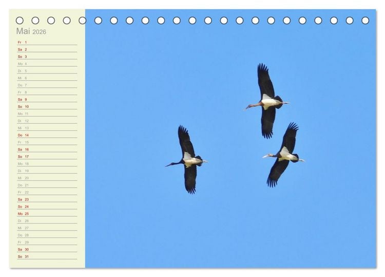 Produktbild: Wiedehopf und Co - von Ren&eacute; Schaack (Tischkalender 2026 DIN A5 quer), CALVENDO Monatskalender