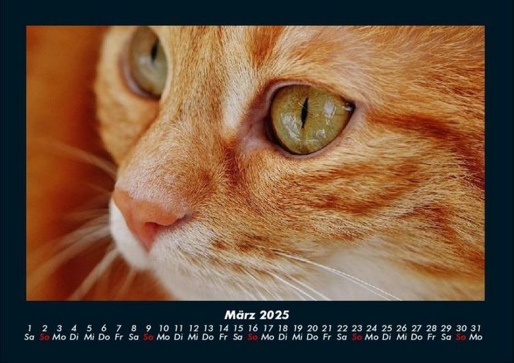 Produktbild: F&uuml;r Katzenfreunde 2025 Fotokalender DIN A4