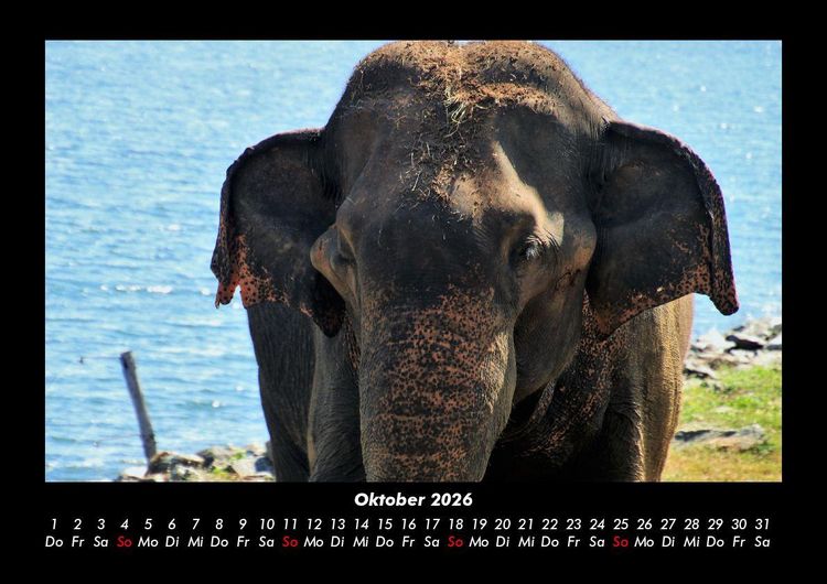 Produktbild: Elefanten - Die sanften Riesen Afrikas 2026 Fotokalender DIN A3