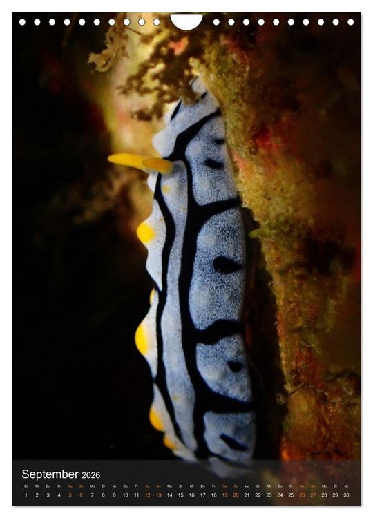 Produktbild: Nudibranches Meeresnacktschnecken aus Nord-Sulawesi (Wandkalender 2026 DIN A4 hoch), CALVENDO Monatskalender